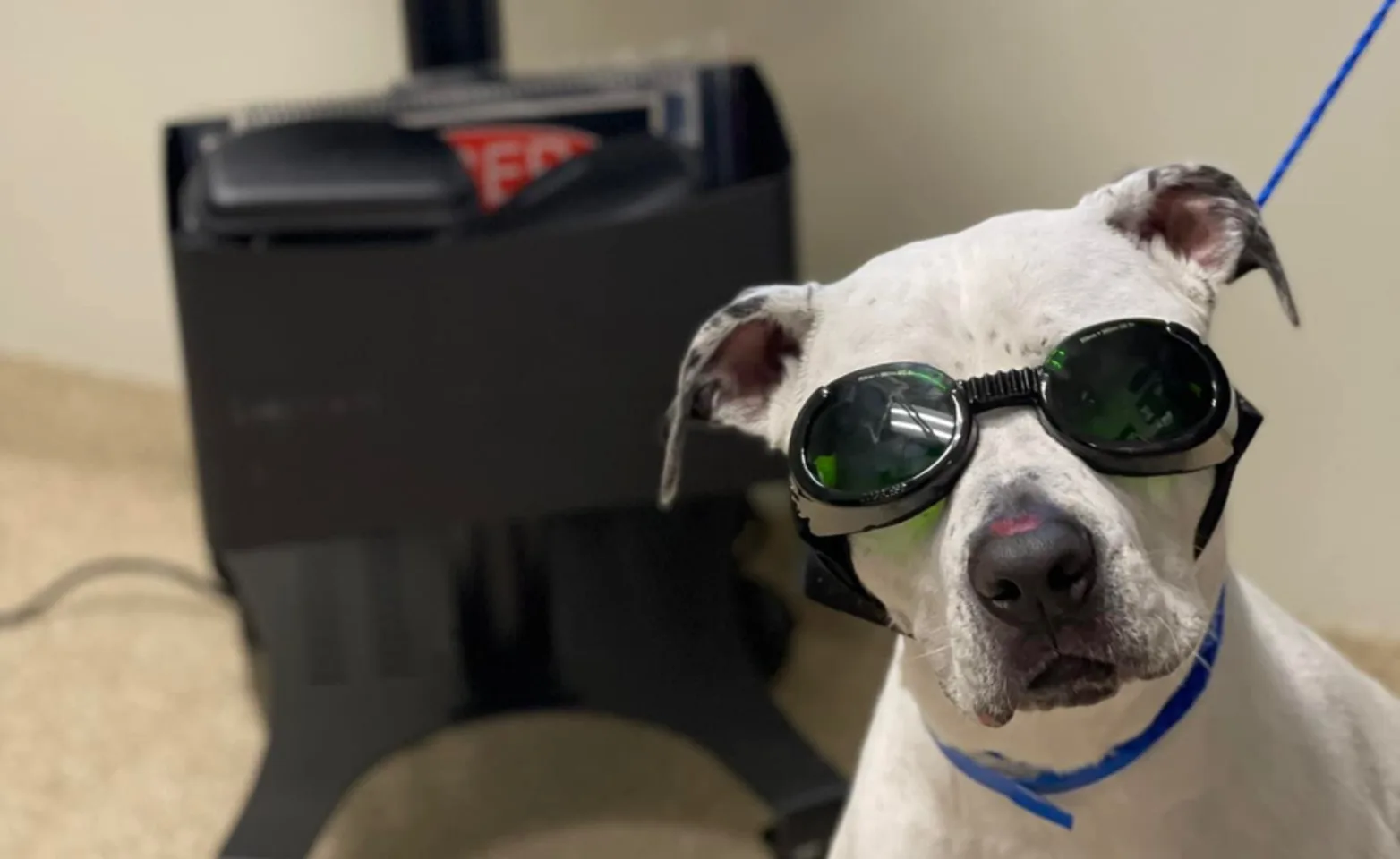 White dog wearing glasses
